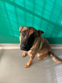 A256330 -  Belgian Shepherd Malinois and Mixed Breed Dog for Adoption in Visalia, California - A256330 | PetCurious