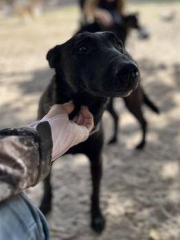 Rescue Belgian Shepherd Malinois Dogs for Adoption in Lexington, Texas - Revna | PetCurious