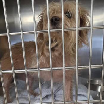 Davina -  Yorkshire Terrier and Terrier Dog for Adoption in Mary Esther, Florida - Davina | PetCurious