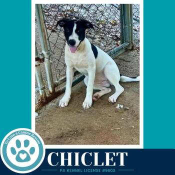 Chiclet (Bubble Gum Gang) 101726 -  Shepherd Dog for Adoption in Kimberton, Pennsylvania - Chiclet (Bubble Gum Gang) 101726 | PetCurious