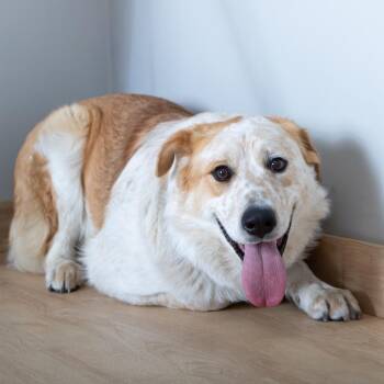 Great Pyrenees and Shepherd Dogs Available for Adoption - Spike D68126 | PetCurious