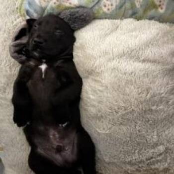 Gumbo -  Mixed Breed Dog for Adoption in West Palm Beach, Florida - Gumbo | PetCurious
