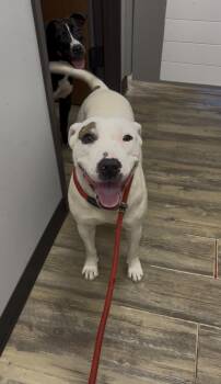 Rescue Staffordshire Bull Terrier Dogs for Adoption in Glenpool, Oklahoma - Liberty | PetCurious