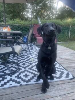 Rescue Labrador Retriever and Mixed Breed Dogs for Adoption in West Chester, Pennsylvania - Bodhi | PetCurious