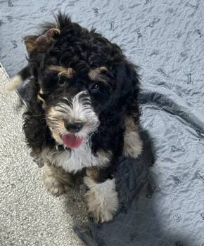 Bernadoodle Dogs Available for Adoption in Antwerp, Ohio - Yankee Rose  | PetCurious