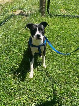 Boston Terrier Dogs Available for Adoption in Osgood, Indiana - Jimmy | PetCurious