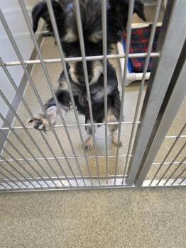 BOONE -  Terrier Dog for Adoption in West Valley City, Utah - BOONE | PetCurious