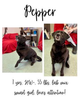 Rescue Labrador Retriever Dogs for Adoption in Albany, Georgia - Pepper | PetCurious