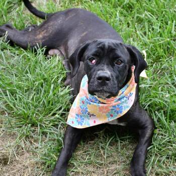 Santana --Courtesy Post. Out of town pet. See below for details- -  Pit Bull Terrier Dog for Adoption in Eagle, Idaho - Santana --Courtesy Post. Out Of Town Pet. See Below For Details- | PetCurious