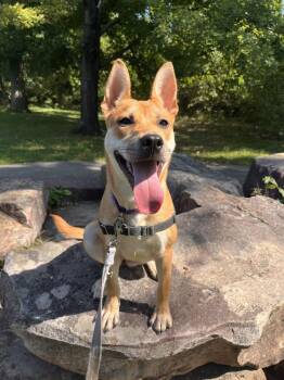 Ella -  Mixed Breed Dog for Adoption in Alexandria, Virginia - Ella | PetCurious