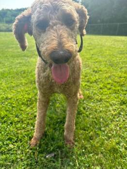 Bear -  Goldendoodle Dog for Adoption in Coldwater, Michigan - Bear | PetCurious