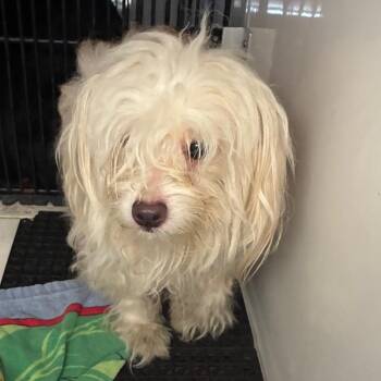 Cheech -  Maltese Dog for Adoption in Pasadena, California - Cheech | PetCurious