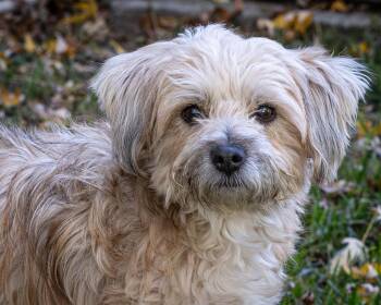 Rescue Yorkshire Terrier and Maltese Dogs for Adoption in Broken Arrow, Oklahoma - PYPER | PetCurious