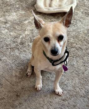 Chihuahua Dogs Available for Adoption - Baby #11 | PetCurious