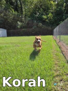 Korah -  Pit Bull Terrier Dog for Adoption in Rocky Mount, North Carolina - Korah | PetCurious