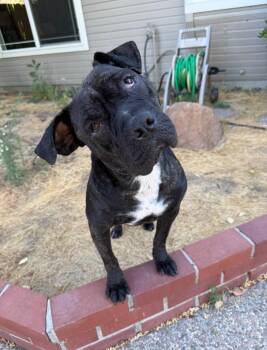 Rescue Shar Pei and American Staffordshire Terrier Dogs for Adoption in Hollywood, Florida - Raz-ma-TAZ | PetCurious