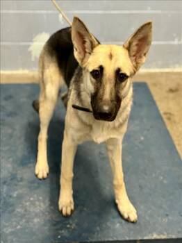 Rescue German Shepherd Dog Dogs for Adoption in Woodland, California - ROSEY | PetCurious