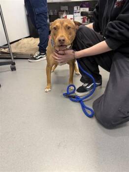 Mixed Breed Dogs Available for Adoption in West Chester, Pennsylvania - RUBY | PetCurious