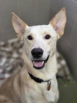 Lobo -  Labrador Retriever and Mixed Breed Dog for Adoption in Golden Valley, Minnesota - Lobo | PetCurious