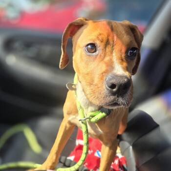 Latte -  Boxer and Mixed Breed Dog for Adoption in Waggaman, Louisiana - Latte | PetCurious