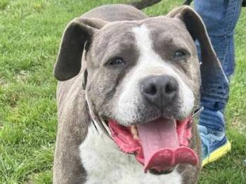 Mixed Breed Dogs Available for Adoption in Georgetown, Texas - Luna | PetCurious