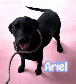 Ariel -  Labrador Retriever and Dachshund Dog for Adoption in Camden, Tennessee - Ariel | PetCurious