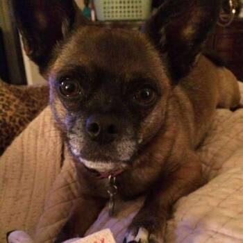 Rescue Chihuahua Dogs for Adoption in Snyder, Texas - Millie | PetCurious