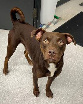 Rescue Pit Bull Terrier Dogs for Adoption in Edinburg, Virginia - Brownie | PetCurious