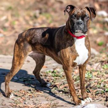 Boxer Dogs Available for Adoption in St. Louis, Missouri - RUTHIE | PetCurious