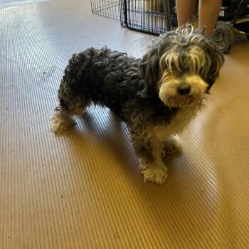 GABBY (mini) -  Bernedoodle Dog for Adoption in Rossford, Ohio - GABBY (mini) | PetCurious