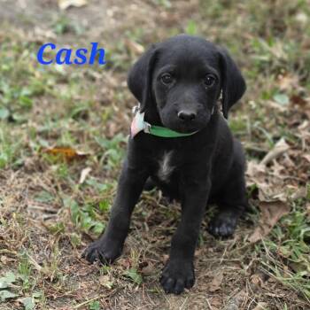 Cash Cheer -  Black Labrador Retriever and Shepherd Dog for Adoption in Andover, Massachusetts - Cash Cheer | PetCurious