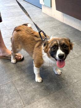Annie -  Corgi and Collie Dog for Adoption in Mesquite, Nevada - Annie | PetCurious