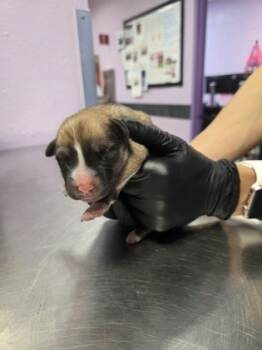 Rescue Mixed Breed Dogs for Adoption in El Paso, Texas - 59799993 | PetCurious