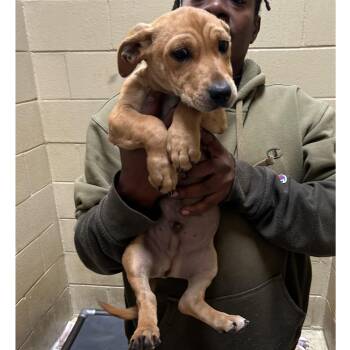 Rescue Chihuahua and Pit Bull Terrier Dogs for Adoption in Clarksville, Virginia - Krispies | PetCurious