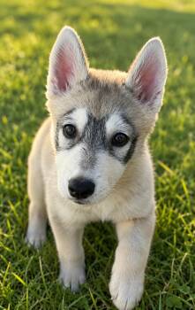 Bluey -  Siberian Husky and Husky Dog for Adoption in Yuba City, California - Bluey | PetCurious