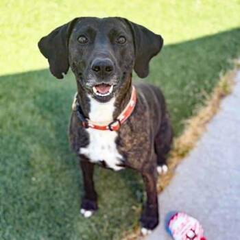 Frazier -  Plott Hound and Mixed Breed Dog for Adoption in Atlanta, Georgia - Frazier | PetCurious