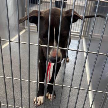 Cupcake -  Terrier and Mixed Breed Dog for Adoption in Montgomery, Alabama - Cupcake | PetCurious