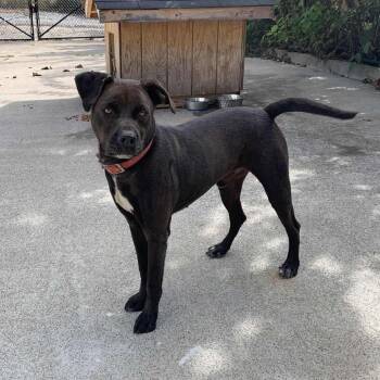 Chance -  Mixed Breed Dog Available for Adoption in Inwood, West Virginia - Chance | PetCurious