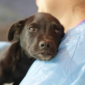 MIGO -  Labrador Retriever Dog for Adoption in San Antonio, Texas - MIGO | PetCurious