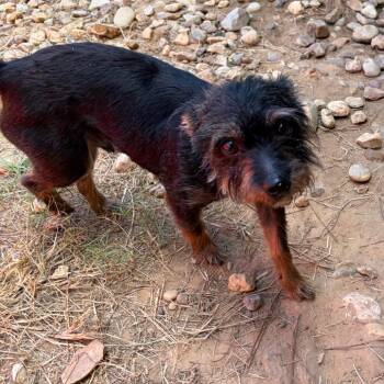 Duke Richie -  Yorkshire Terrier and Mixed Breed Dog for Adoption in Houston, Texas - Duke Richie | PetCurious