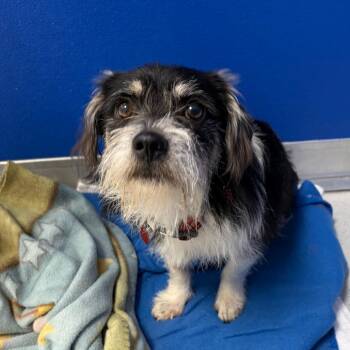 Frankenstein -  Terrier and Mixed Breed Dog for Adoption in Greensboro, Georgia - Frankenstein | PetCurious
