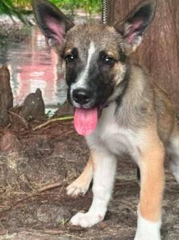 Philly -  Shepherd Dog for Adoption in Windsor Locks, Connecticut - Philly | PetCurious