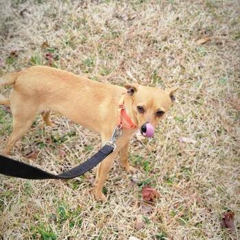 Chihuahua and Mixed Breed Dogs Available for Adoption - Benji | PetCurious