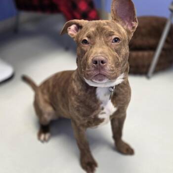 Pit Bull Terrier and Mixed Breed Dogs Available for Adoption - Piper | PetCurious
