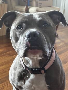 Pit Bull Terrier Dogs Available for Adoption in Greenlawn, New York - Zena | PetCurious