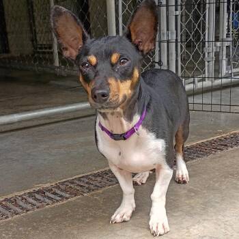 Greta -  Jack Russell Terrier and Mixed Breed Dog for Adoption in Madison, Wisconsin - Greta | PetCurious