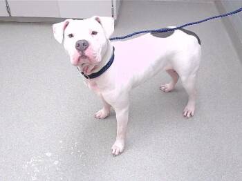 Boxer and Mixed Breed Dogs Available for Adoption - BEAN | PetCurious