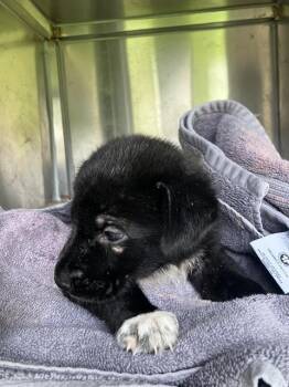 BLACKBERRY -  Mixed Breed Dog for Adoption in Dallas, Texas - BLACKBERRY | PetCurious