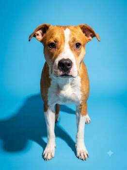 SASHA -  Mixed Breed Dog for Adoption in Jacksonville, Florida - SASHA | PetCurious
