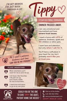 Tippy -  Chihuahua Dog for Adoption in York, Nebraska - Tippy | PetCurious